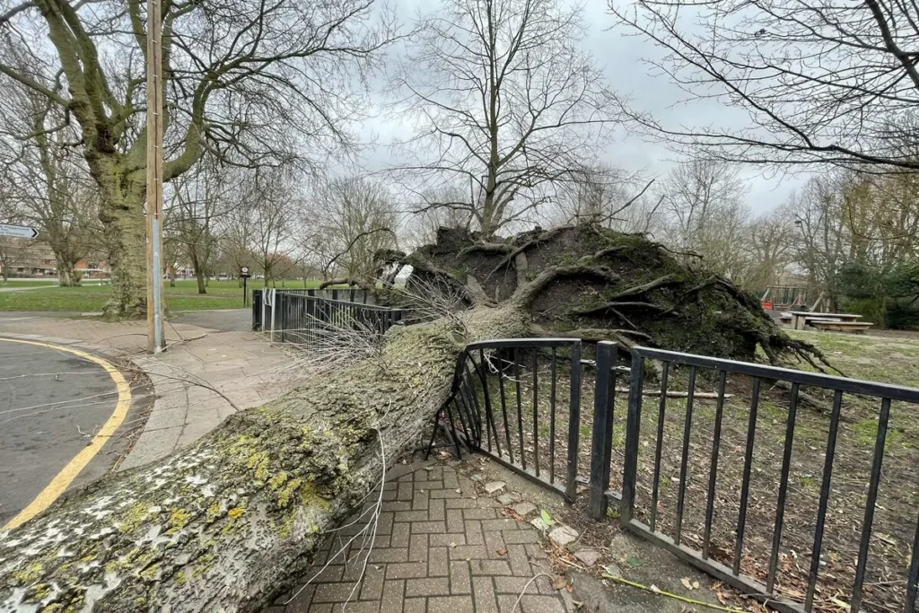 Árvore de grande porte derrubada por ventos fortes, deitada sobre cerca de metal em parque urbano